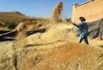 افغانستان میں اس سال گندم کی پیداوار کم بارشوں کی وجہ سے کم