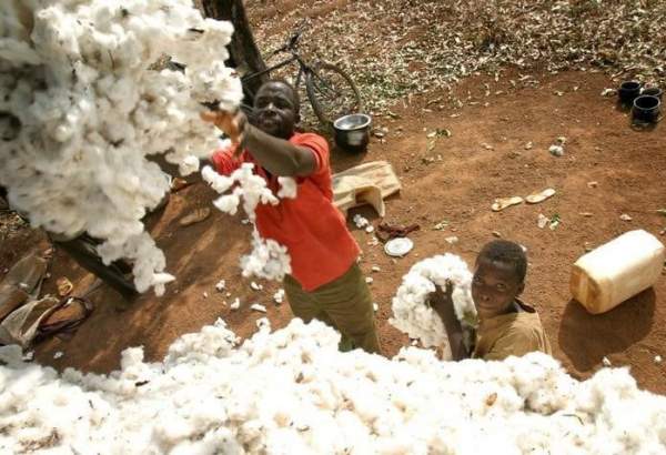 آئیوری کوسٹ کی کپاس کی فصل پر سبز ٹڈی کا حملہ