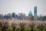 Blossoms bring spring to orchards in Iran’s Golestan province 2 (photo)  <img src="/images/picture_icon.png" width="13" height="13" border="0" align="top">