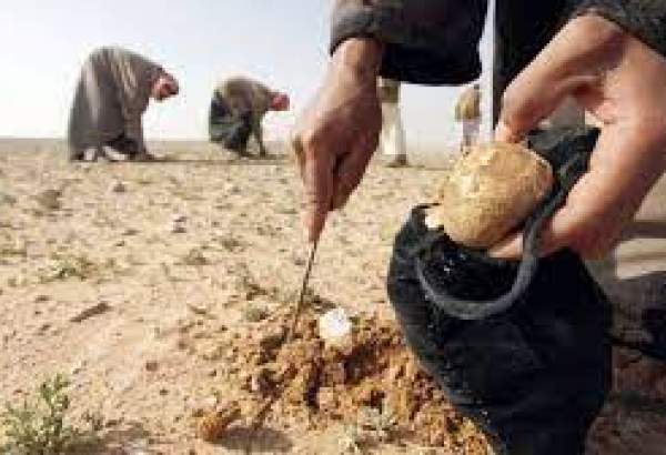 Over a dozen truffle hunters, civilians beheaded by Daesh terrorists in Syria