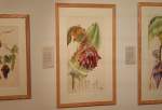 نمایشگاه نقاشی‌های گیاهان و میوه‌های قرآنی در لندن