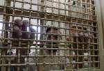 Women, children among nearly 5,000 Palestinian inmates in Israeli jails: report