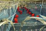 گوانتانامو جیل میں سی آئی اے اور ایف بی آئی کے تشدد کے استعمال کی تصدیق